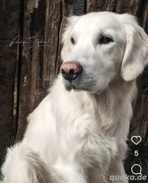 Golden Retriever Deckrüde 