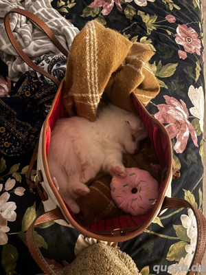 Zwergspitz sucht zuhause 