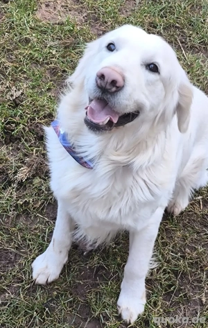 Golden Retriever Deckrüde 