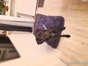 unser Buddy sucht ein Zuhause 