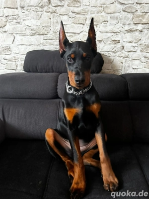 Dobermann Hündin 5 Monate jung