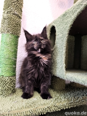 Reinrassige Maine Coon Kitten