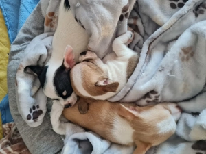 Nur noch ein Chihuahua Welpen sucht sein für immer Zuhause 