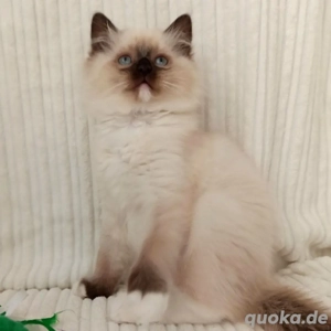 Kätzchen suchen ein neues Zuhause.