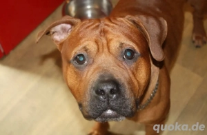 Balu sucht sein forever home Bild 3