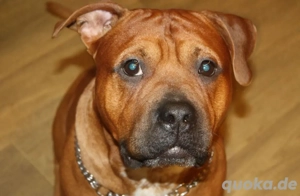 Balu sicht dringend ein zu hause für immer