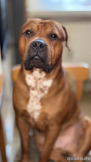 Balu sucht sein forever home Bild 4