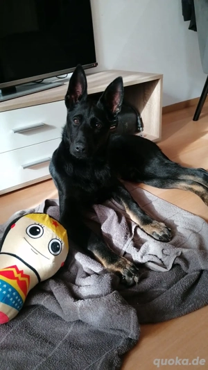 Malinois- Deutscher Schäferhund Mix Welpe