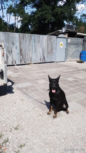 Malinois- Deutscher Schäferhund Mix 