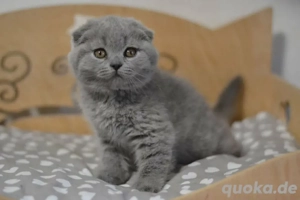 Kätzchen suchen ein neues Zuhause.