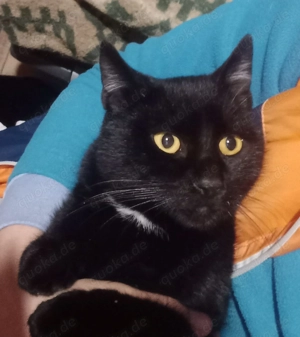 Kater Rudolph - kleines schwarzes Lackfellchen sucht großes Glück