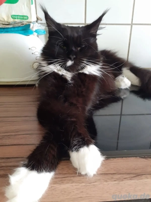 Zuckersüße Maine Coon Kitten 