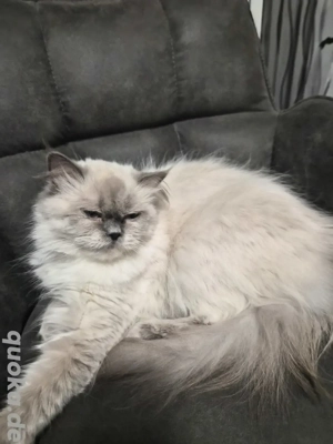 Liebe Colourpoint (blue) Perserkatze weiblich