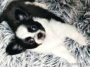 Chihuahua Welpe langhaarig