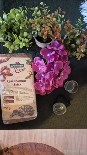 Vogelspinnen Zubehör