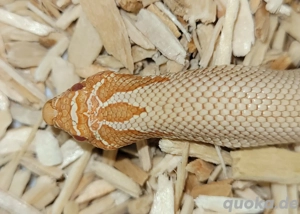 hakennasennatter, hognose 1.0 albino superconda