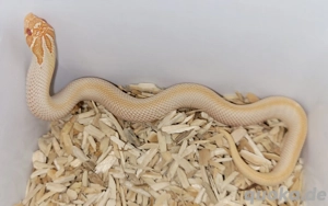 hakennasennatter, hognose 1.0 albino superconda