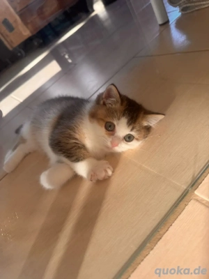 Flauschige Baby Katze BKH  Kitten Seal lynx & Tabby Farben