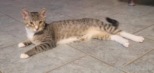 Kater Jungkatze gepflegt Mischling Bengaler 