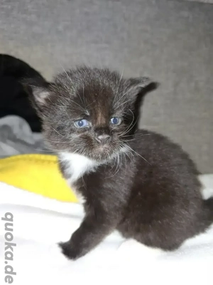 Zuckersüße Maine Coon Kitten 