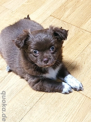 Chihuahua Welpe langhaarig