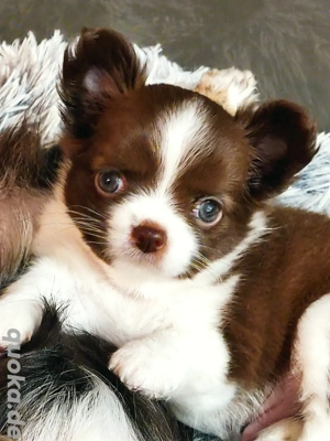 Reinrassige Chihuahua Welpe langhaarige