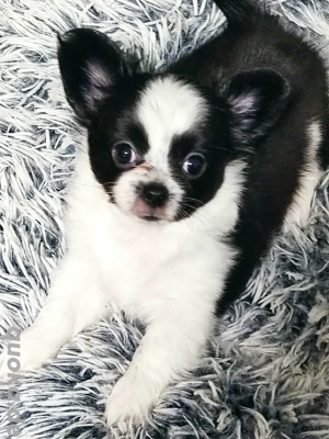 Chihuahua Welpe langhaarig