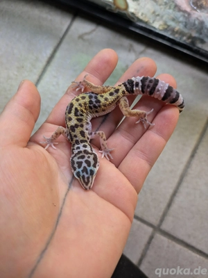 0.1 Leopardgecko "Designer Mix"