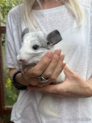 Chinchilla