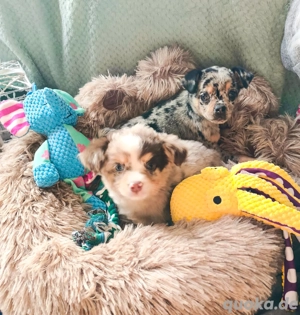 Pinscher Chihuahua Mix welpen abzugeben Bild 7