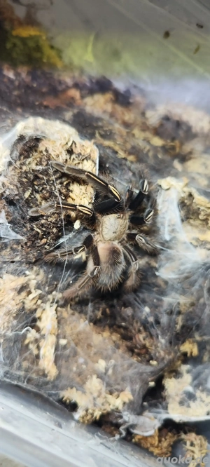  Ephebopus murinus