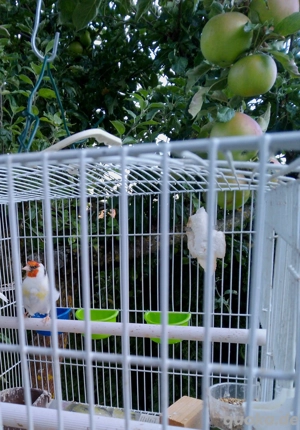 Steglitz Vögel Männlich 150     Telefon Nummer 015758268883   und WhatsApp 