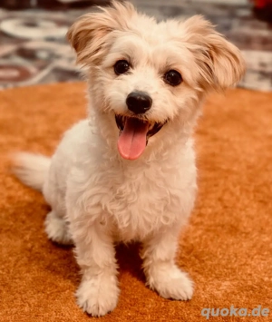 Malteser x Bichon Frisé Hündin