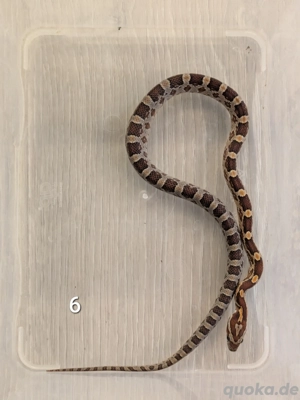 Kornnatter NZ 07 2025 Wildfarben