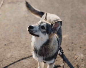 Pomsky F1b Welpen mit Stammbaum in seltenen Farben (Agouti, Husky-Optik)