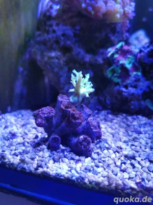 Scheibenanemonen blau, rot, grün, kleine Seesterne und Fingerlederkoralle grün zu verkaufen. 