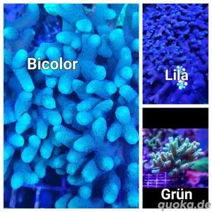 Seriatopora lila bicolor grün Ableger SPS LPS Koralle Meerwasser 