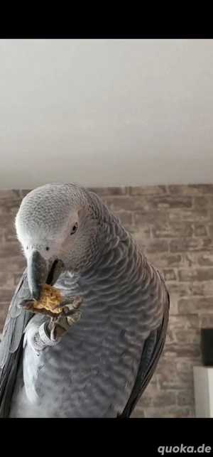 Baby. 3 Jahre alter Graupapagei 