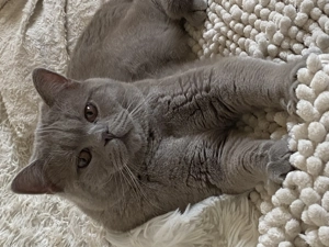 Bkh männlich abzugeben 