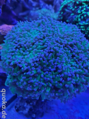 Euphyllia Paradivisa LPS Ableger Korallen Meerwasser 