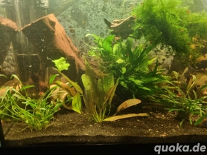 panzerwelse anschluss 