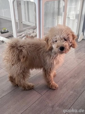 Toypudel Welpe in liebevolle Hände abzugeben