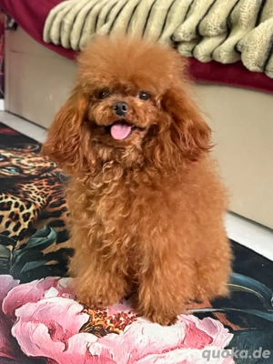  toypudel asiatisch deckrüde genetisch getestet