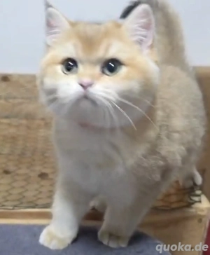 BKH Kitten weiblich   Black Golden Shaded (ny11), 4,5 Monate