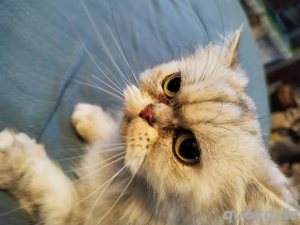 Schönes kleines Perser-Weibchen in liebende Hände