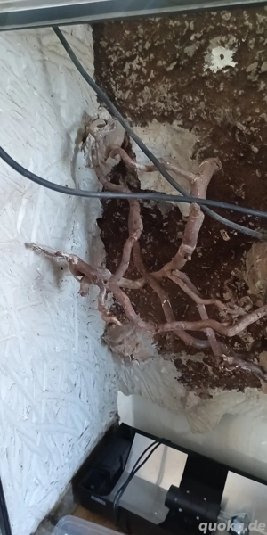 glas terrarium 1m 1m 40cm 