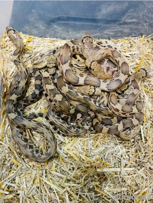 Kiefernnatter Pituophis deppei jani Bild 4