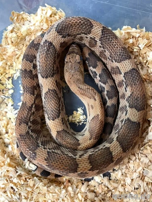 Kiefernnatter Pituophis deppei jani Bild 3