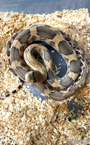 Kiefernnatter Pituophis deppei jani Bild 5