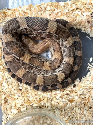 Kiefernnatter Pituophis deppei jani Bild 2